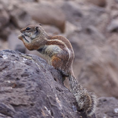 Gophers,  Sutramdyti,  Saldus,  Įdomu,  Laukiniai,  Valgyti,  Žinduolis,  Mielas,  Be Honoraro Mokesčio