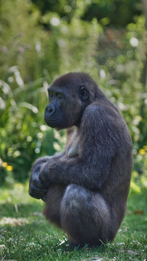 Gorila, Nėštumas, Zen