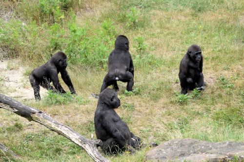 Gorila,  Ape,  Beždžionė,  Laukinė Gamta,  Gorila
