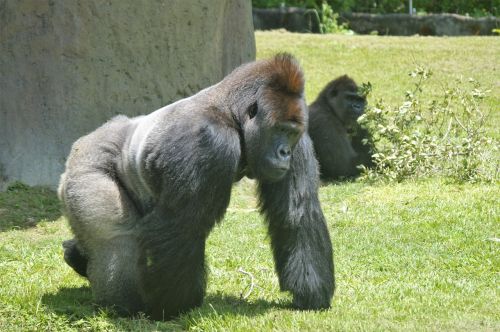 Gorila, Silverback, Ape, Zoologijos Sodas Miami