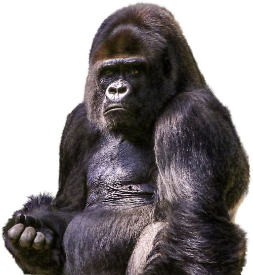 Gorila, Primatas, Gyvūnas, Laukiniai, Zoologijos Sodas, Žinduolis, Ape, Png, Kirpimas, Grafika