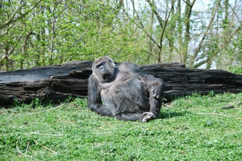 Gorila, Zoologijos Sodas, Beždžionė, Nėščia