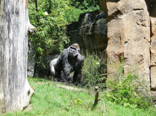 Gorila, Zoologijos Sodas, Ape, Gyvūnas