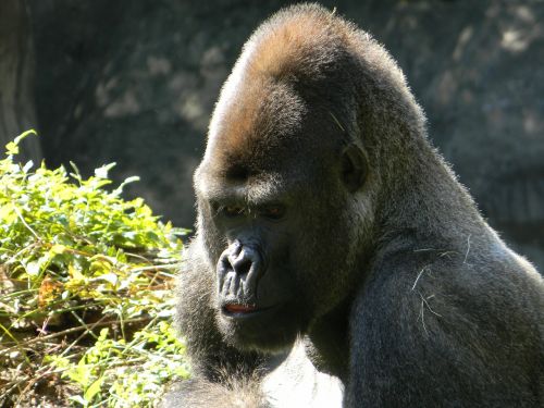 Gorila, Silverback, Laukinė Gamta, Safari, Primatas, Beždžionė, Ape, Gyvūnas