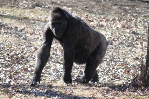 Gorila,  Gorilos,  Gyvūnai,  Beždžionės,  Laukinė Gamta,  Zoologijos Sodas,  Gorila 2
