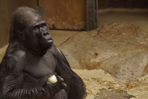 Gorila, Zoologijos Sodas, Ape