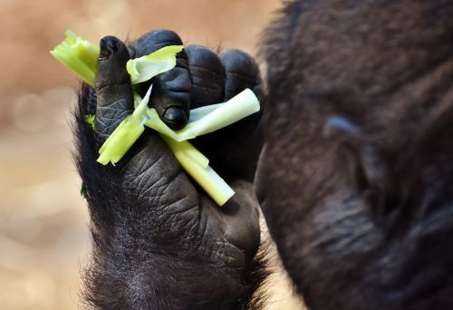 Gorila, Maitinimas, Alkanas, Godus, Zoologijos Sodas, Hellabrunn, Maitinti, Valgyti, Maistas, Gyvūnų Pasaulis, Beždžionė