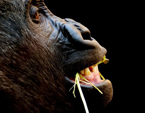 Gorila, Beždžionė, Juokinga, Gyvūnas, Zoologijos Sodas, Pūkuotas, Omnivore, Laukinės Gamtos Fotografija, Portretas, Tierpark Hellabrunn, Munich