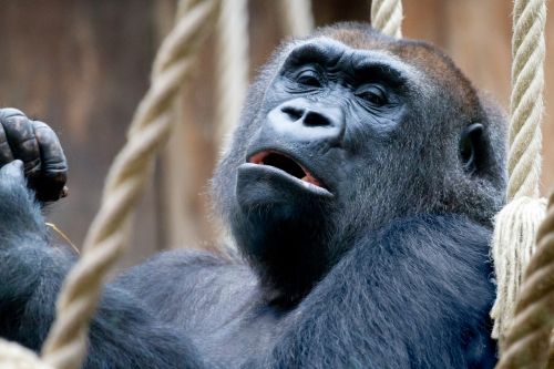 Gorila, Zoologijos Sodas, Beždžionė, Ape, Gyvūnas