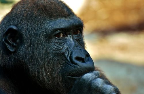 Gorila, Beždžionė, Gyvūnas, Zoologijos Sodas, Pūkuotas, Omnivore, Laukinės Gamtos Fotografija, Portretas, Tierpark Hellabrunn, Munich