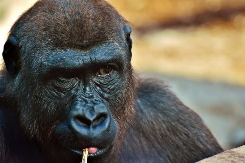 Gorila, Beždžionė, Gyvūnas, Zoologijos Sodas, Pūkuotas, Omnivore, Laukinės Gamtos Fotografija, Portretas, Tierpark Hellabrunn, Munich