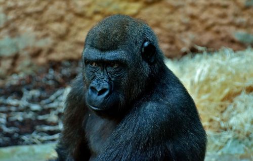 Gorila, Vaizdas, Skeptiškas, Beždžionė, Gyvūnas, Zoologijos Sodas, Pūkuotas, Omnivore, Laukinės Gamtos Fotografija, Portretas, Tierpark Hellabrunn, Munich