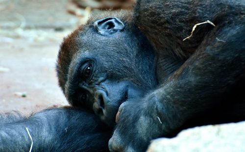 Gorila, Beždžionė, Gyvūnas, Zoologijos Sodas, Pūkuotas, Omnivore, Laukinės Gamtos Fotografija, Portretas, Tierpark Hellabrunn, Munich