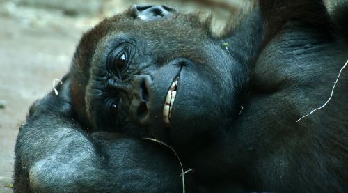 Gorila, Beždžionė, Gyvūnas, Pūkuotas, Omnivore, Laukinės Gamtos Fotografija, Portretas, Tierpark Hellabrunn, Munich