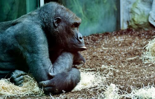 Gorila, Beždžionė, Gyvūnas, Zoologijos Sodas, Pūkuotas, Omnivore, Laukinės Gamtos Fotografija, Portretas, Tierpark Hellabrunn, Munich