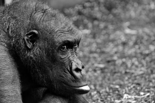 Gorila, Beždžionė, Gyvūnas, Pūkuotas, Omnivore, Laukinės Gamtos Fotografija, Portretas, Tierpark Hellabrunn, Munich