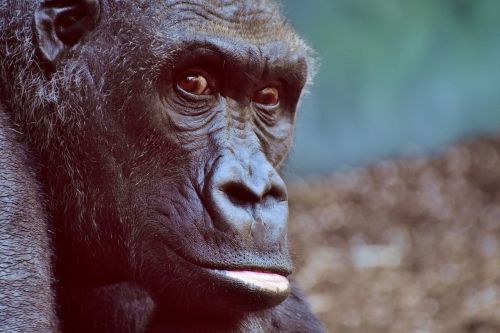 Gorila, Beždžionė, Gyvūnas, Pūkuotas, Omnivore, Laukinės Gamtos Fotografija, Portretas, Tierpark Hellabrunn, Munich