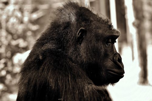 Gorila, Sąmoningas, Beždžionė, Ape, Žinduolis, Gyvūnas, Juoda, Zoologijos Sodas, Vienišas, Taikus, Liūdnas, Tierpark Hellabrunn