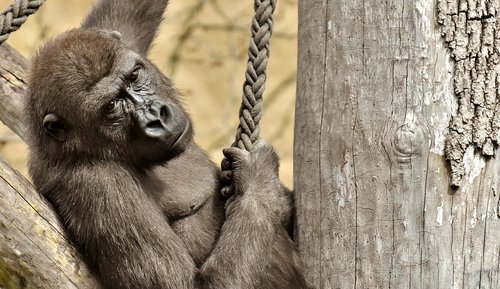 Gorila,  Beždžionė,  Gyvūnas,  Furry,  Omnivore,  Portretas,  Tierpark Hellabrunn