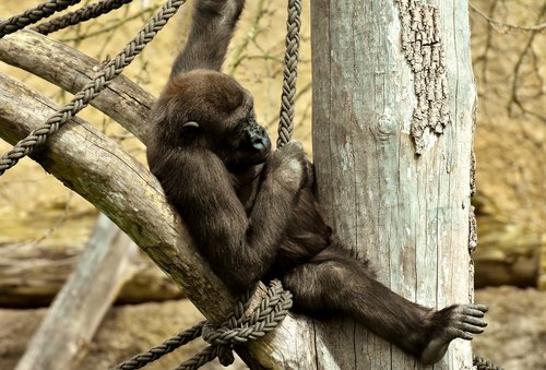 Gorila,  Beždžionė,  Gyvūnas,  Furry,  Omnivore,  Portretas,  Tierpark Hellabrunn