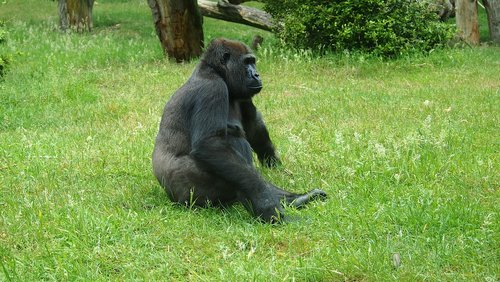 Gorila,  Veidas,  Zoo,  Beždžionė,  Beždžionė