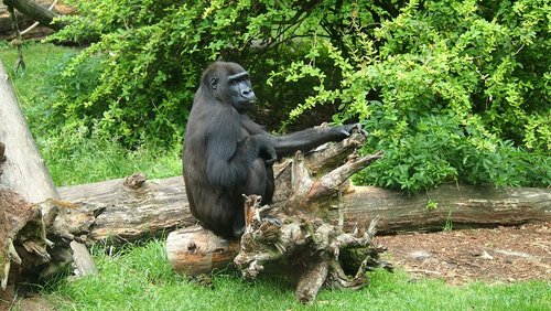 Gorila,  Veidas,  Zoo,  Beždžionė,  Beždžionė