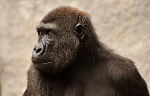 Gorila,  Beždžionė,  Ape,  Evoliucija,  Gyvūnas,  Furry,  Omnivore,  Portretas,  Tierpark Hellabrunn