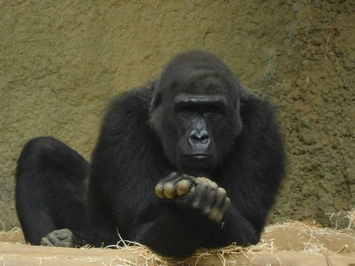 Gorila,  Zoo,  Beždžionė,  Ape,  Gyvūnas,  Primatų,  Žmogaus-Kaip,  Žinduolis,  Pažvelgti