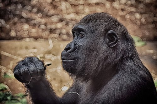 Gorila,  Beždžionė,  Gyvūnas,  Zoo,  Furry,  Omnivore,  Portretas,  Tierpark Hellabrunn