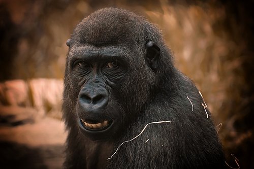 Gorila,  Beždžionė,  Gyvūnas,  Zoo,  Furry,  Omnivore,  Portretas,  Tierpark Hellabrunn