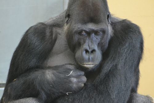 Gorila, Zoologijos Sodas, Beždžionė, Žinduolis