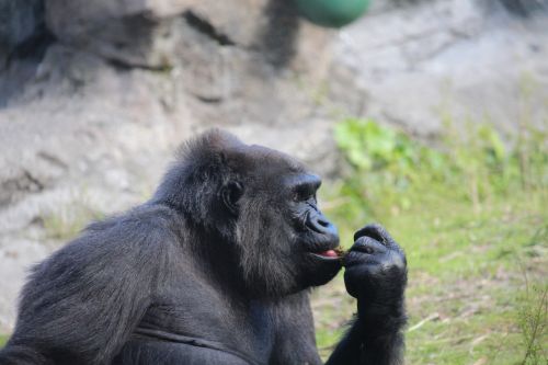 Gorila, Zoologijos Sodas, Gyvūnas, Ape, Primatas