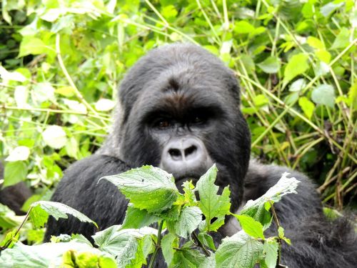 Gorila, Gyvūnas, Silverback, Ape, Laukinė Gamta, Džiunglės, Miškas, Nykstantis, Ruanda, Afrika