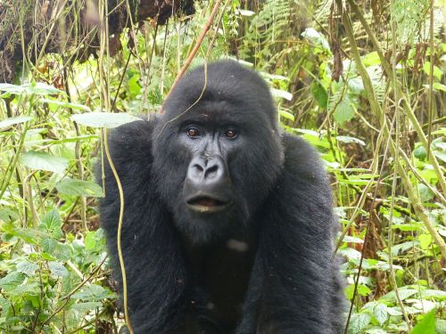 Gorila, Primatas, Rytų Afrika, Ruanda, Gamta, Safari
