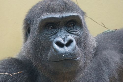Gorila, Ape, Įvedimas