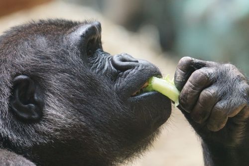 Gorila, Ape, Dominuojantis