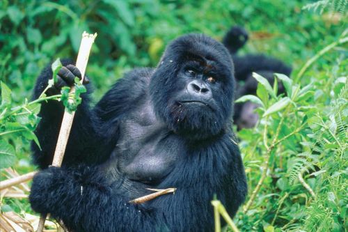 Gorila, Bambukas, Beždžionė, Ape, Gyvūnas, Žinduolis, Gamta, Žolė, Vynmedis, Laukiniai, Primatas, Laukinė Gamta