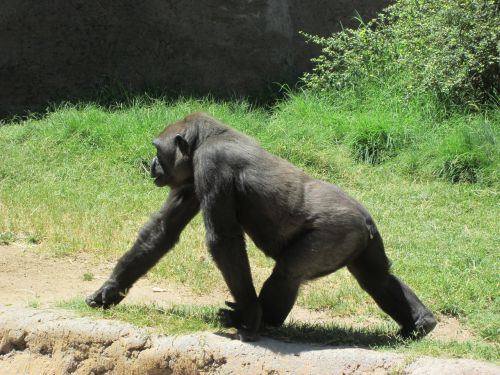 Gorila, Gyvūnas, Laukiniai, Laukinė Gamta, Ape, Žinduolis, Primatas, Zoologijos Sodai
