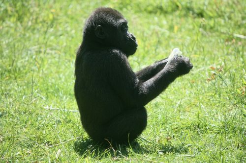 Gorila Kūdikis, Gorila, Ape, Beždžionė, Zoologijos Sodas, Gyvūnas, Pieva, Gyvūnai