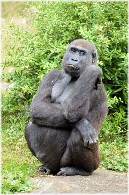Gorila,  Zoologijos Sodas,  Serijos,  Beždžionė,  Beždžionės,  Holland,  Amsterdamas,  Gyvūnas,  Gyvūnai,  Artis,  Žinduolis,  Apenheul,  Apeldoorn,  Gorilos Klanas 01