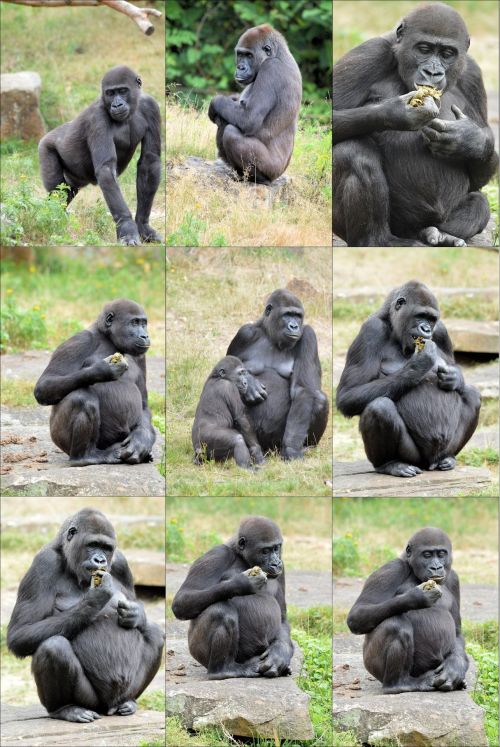 Ape,  Beždžionė,  Gorila,  Koliažas,  Gorila Koliažas 2