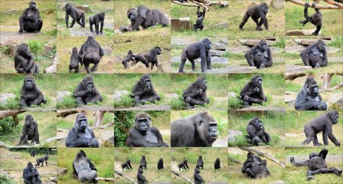 Gorila,  Ape,  Beždžionė,  Laukinė Gamta,  Gorila Koliažas