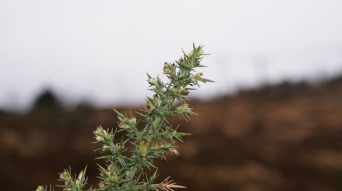 Gorse, Krūmas, Erškėtis, Gamta, Kraštovaizdis, Natūralus