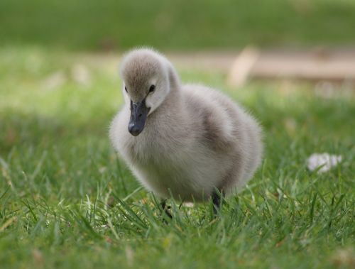 Gosling, Parkas, Žolė