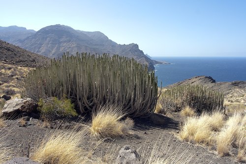 Gran Canaria,  Euphorbia,  Kraštovaizdis,  Sukulentai,  Karpažolė,  Pobūdį,  Kanarėlių Ostromlecz,  Sala,  Kanarų Salos