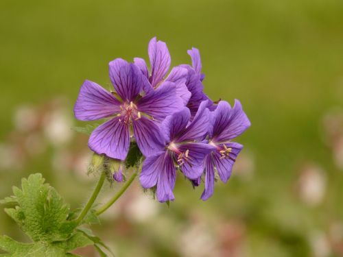 Grand Geranium, Cranebill, Gėlė, Žiedas, Žydėti, Augalas, Violetinė, Mėlyna Violetinė, Žalias, Geranium Greenhouse, Dekoratyvinis Augalas