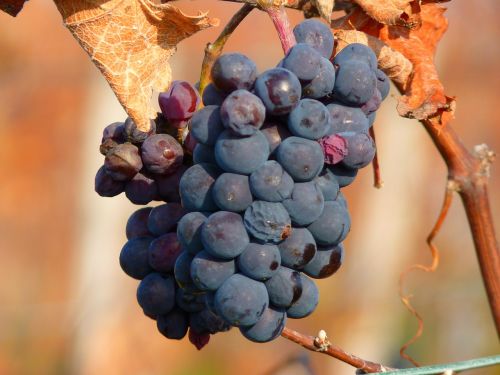 Vynuogė, Vynuogės, Vaisiai, Vynmedis, Auginimas, Vynas, Mėlynas