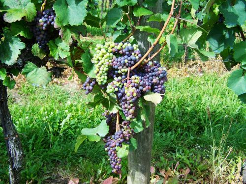 Vynuogė, Vaisiai, Klasteriniai Pasėliai