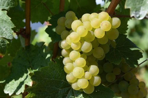 Vynuogė, Vynuogių Auginimas, Baltas Vynas, Vynuogynai