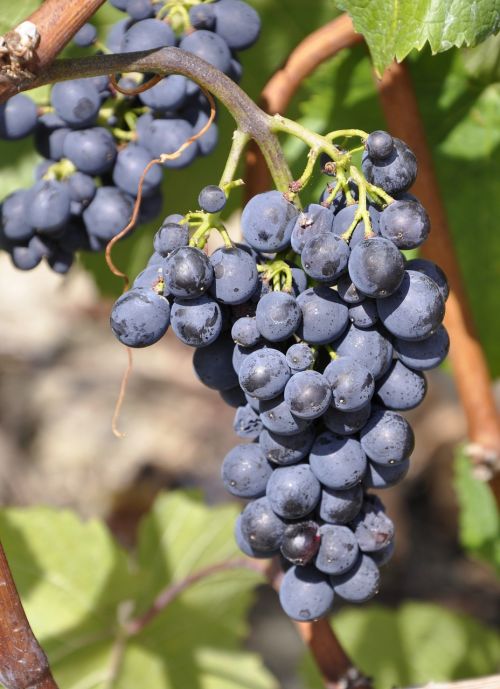 Vynuogė, Rebstock, Vynuogių Auginimas, Vynmedis, Vynuogių, Mėlynas, Mėlynos Vynuogės, Vaisiai